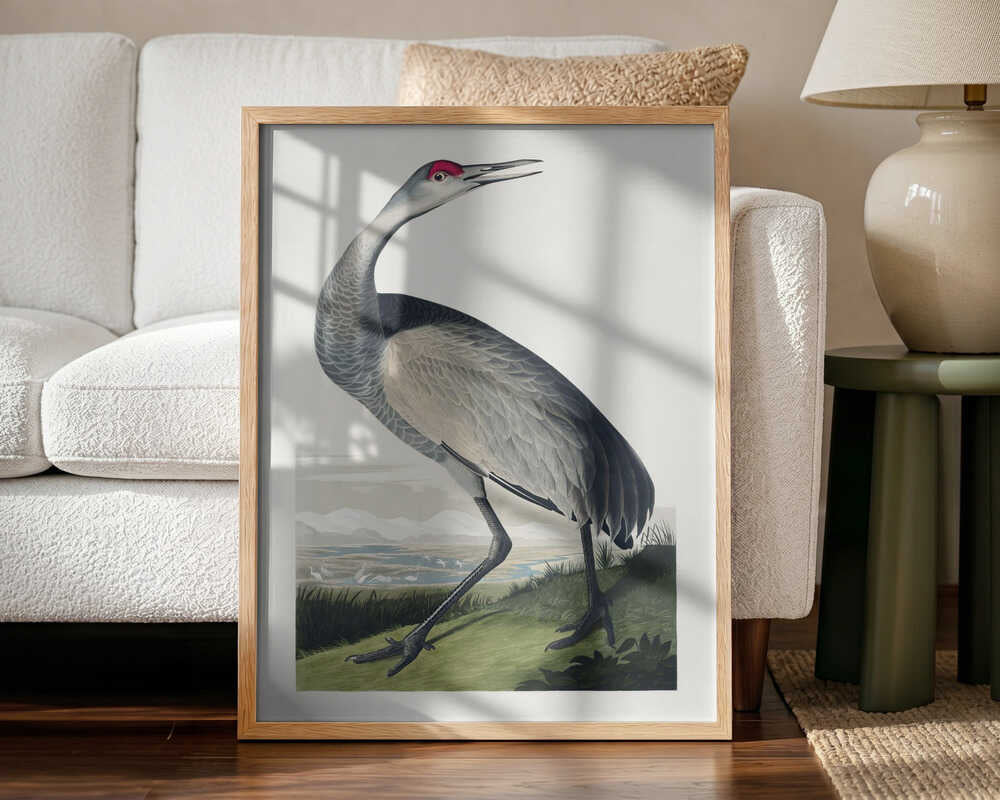 Hooping Crane From Birds of America (1827)