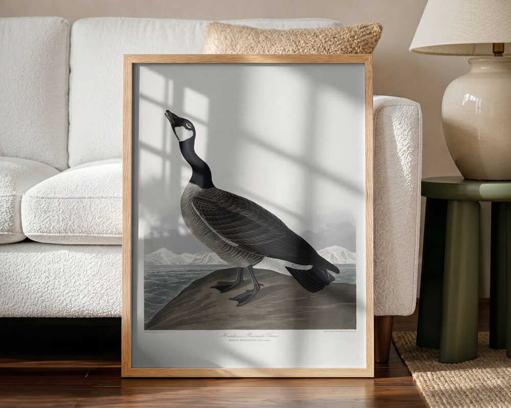 Hutchins's Barnacle Goose From Birds of America (1827)
