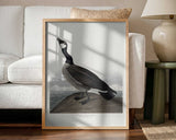 Hutchins's Barnacle Goose From Birds of America (1827)