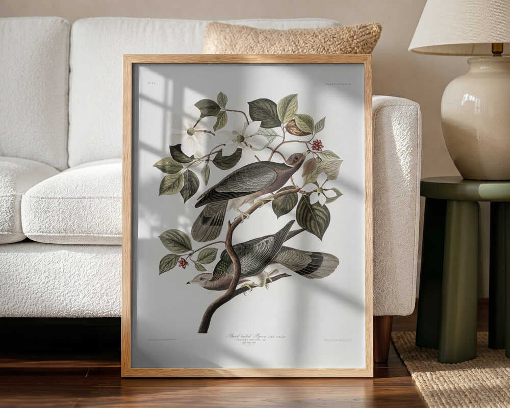 Brand Tailed Pigeon From Birds Of America (1827) Art Print UK — Vintage Vibrant Wall Art — Living Room — Wall It All Prints
