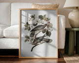 Brand Tailed Pigeon From Birds Of America (1827)
