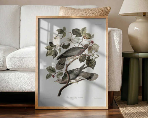 Brand Tailed Pigeon From Birds Of America (1827) John James Audubon