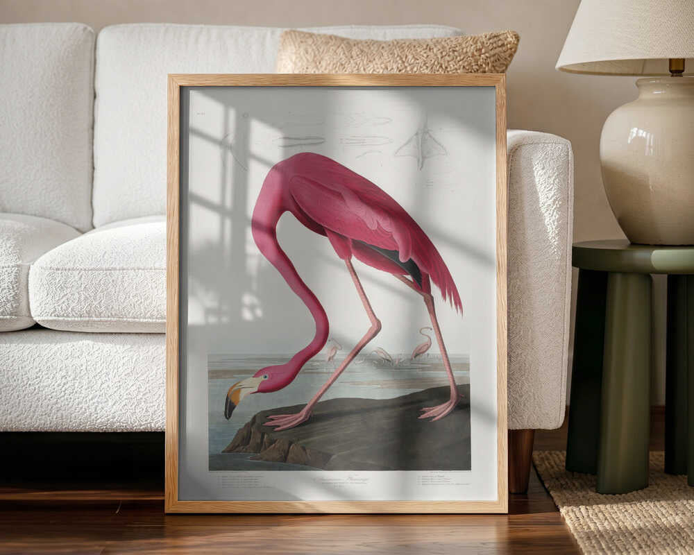 Pink Flamingo From Birds of America (1827)