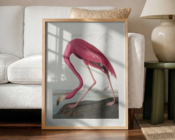 Pink Flamingo From Birds of America (1827) John James Audubon