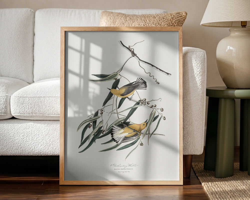 Prothonotary Warbler From Birds of America (1827)