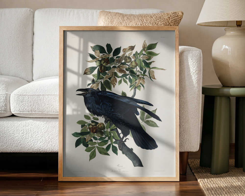 Raven From Birds of America (1827)