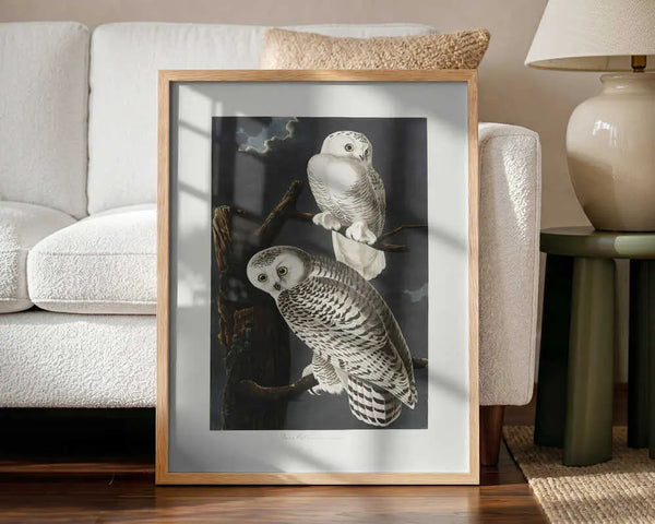 Snowy Owl From Birds of America (1827) John James Audubon
