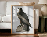 Great American Sea Eagle From Birds of America (1827) John James Audubon