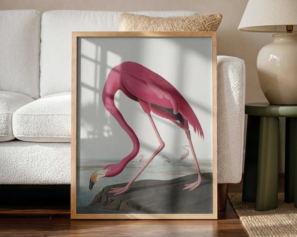 Pink Flamingo Ii From Birds of America (1827) John James Audubon