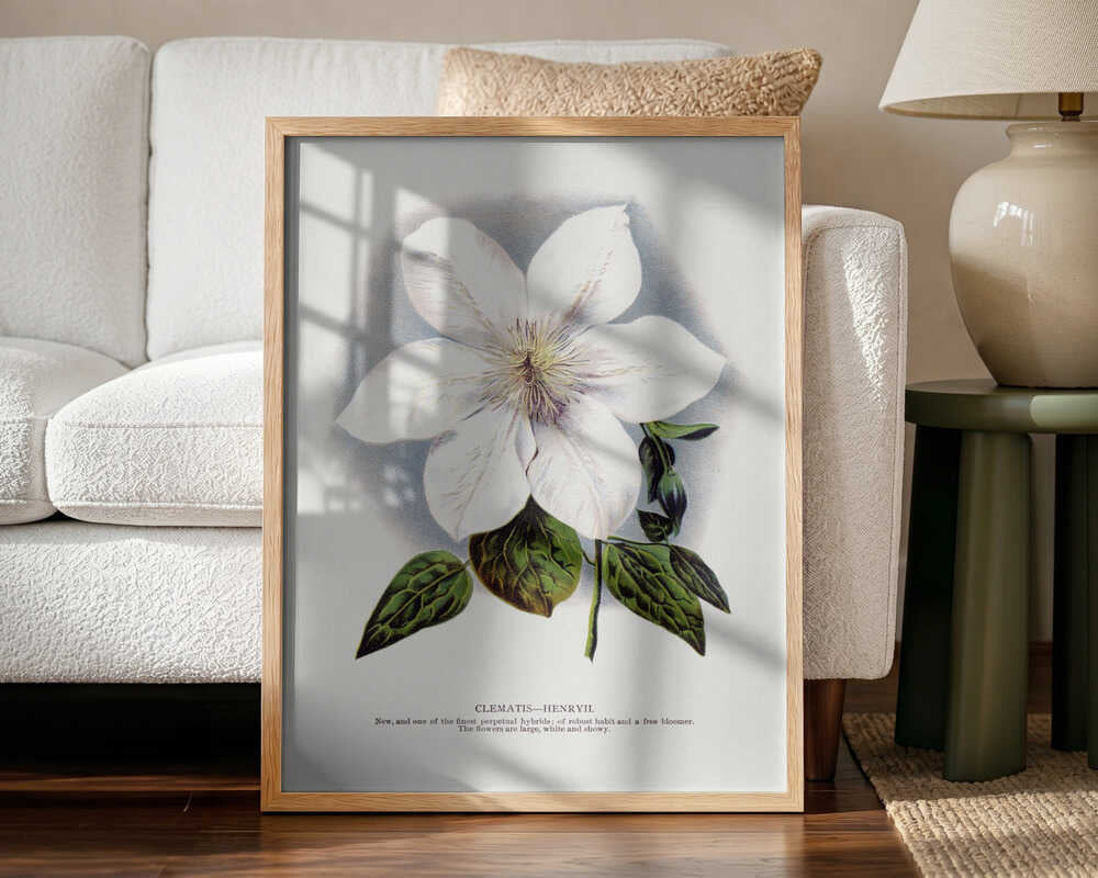 Clematis Flower Lithograph Art Print UK — Botanical Vibrant Wall Art — Living Room — Wall It All Prints