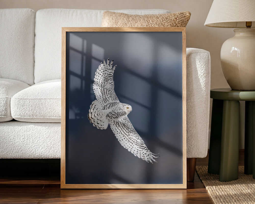Majestic Snowy Owl Flight Art Print UK — Dark Moody Dark Wall Art — Living Room — Wall It All Prints