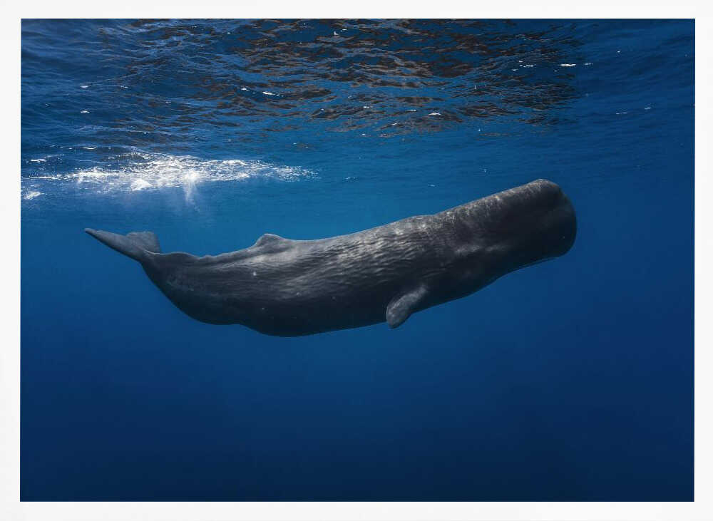 Deep Blue Whale Art Print UK — Landscape Calm Wall Art — Bedroom — Wall It All Prints