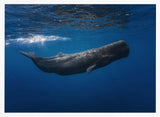 Deep Blue Whale