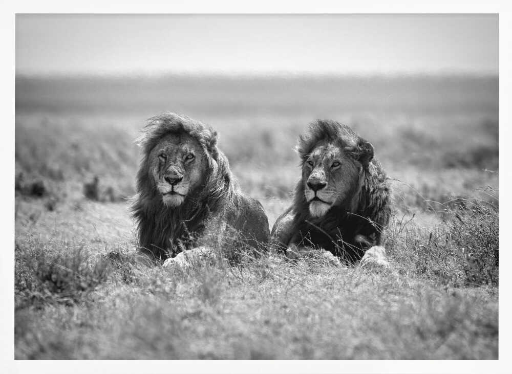 Two Majestic Lions Art Print UK — Animal Dark Wall Art — Living Room — Wall It All Prints