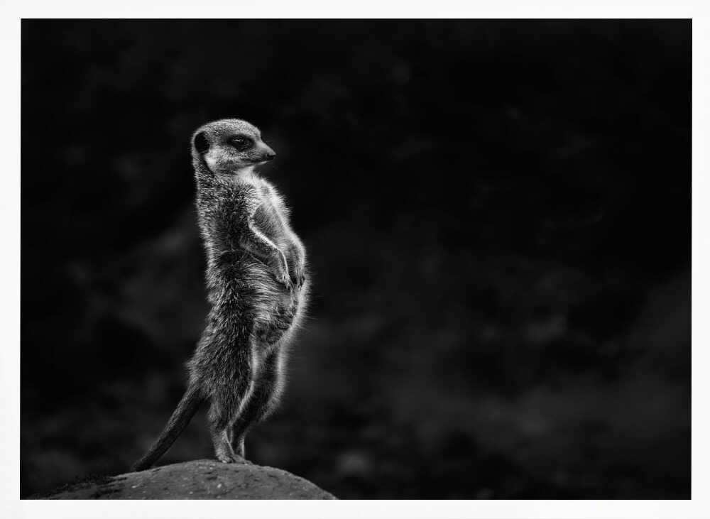 Watchful Meerkat Standing Art Print UK — Dark Moody Dark Wall Art — Living Room — Wall It All Prints