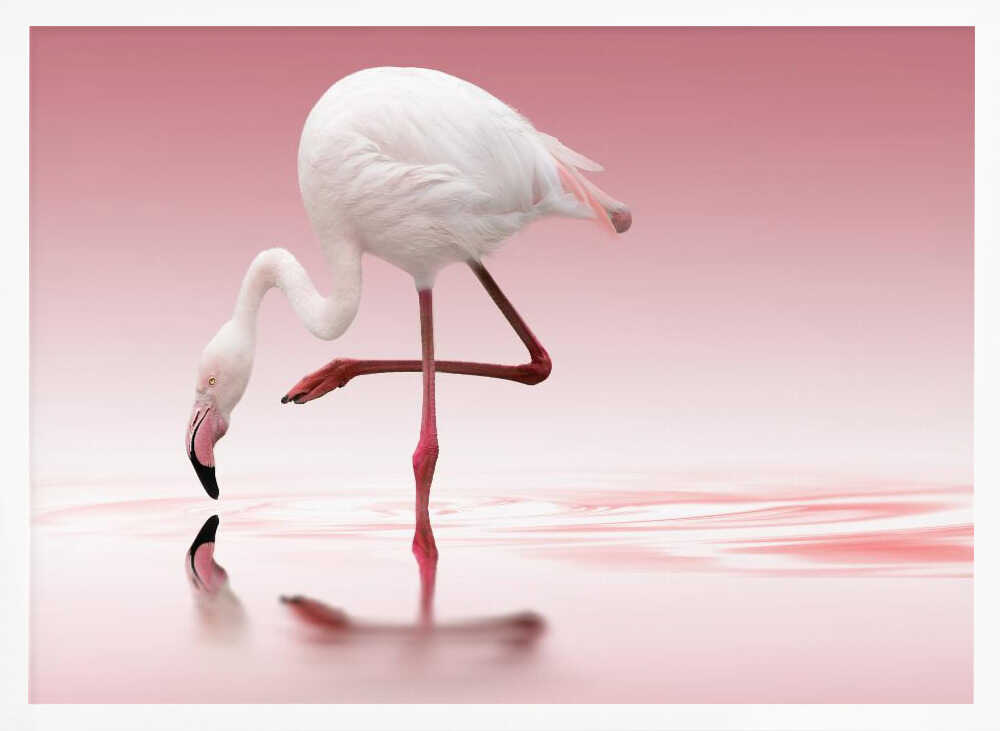 Pink Flamingo Reflection Art Print UK — Animal Calm Wall Art — Bedroom — Wall It All Prints