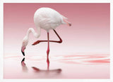 Pink Flamingo Reflection
