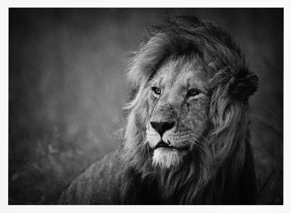 Majestic Lion Portrait Art Print UK — Dark Moody Calm Wall Art — Living Room — Wall It All Prints