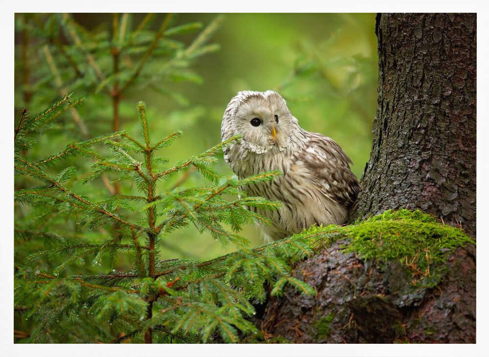 Watchful Forest Owl Art Print UK — Landscape Calm Wall Art — Bedroom — Wall It All Prints