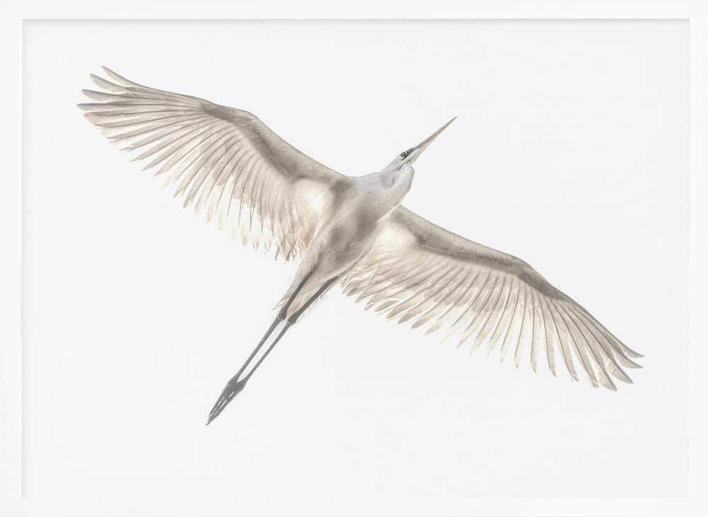 Graceful Egret In Flight Art Print UK — Abstract Vibrant Wall Art — Office — Wall It All Prints