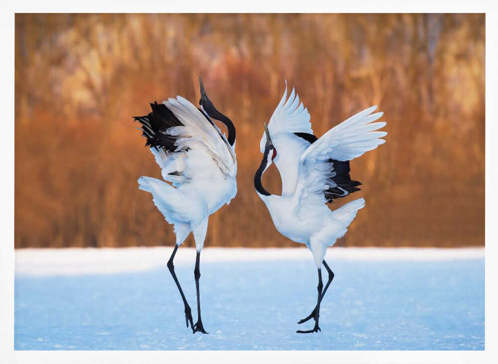 Dancing Red-crowned Cranes Art Print UK — Japanese Calm Wall Art — Living Room — Wall It All Prints