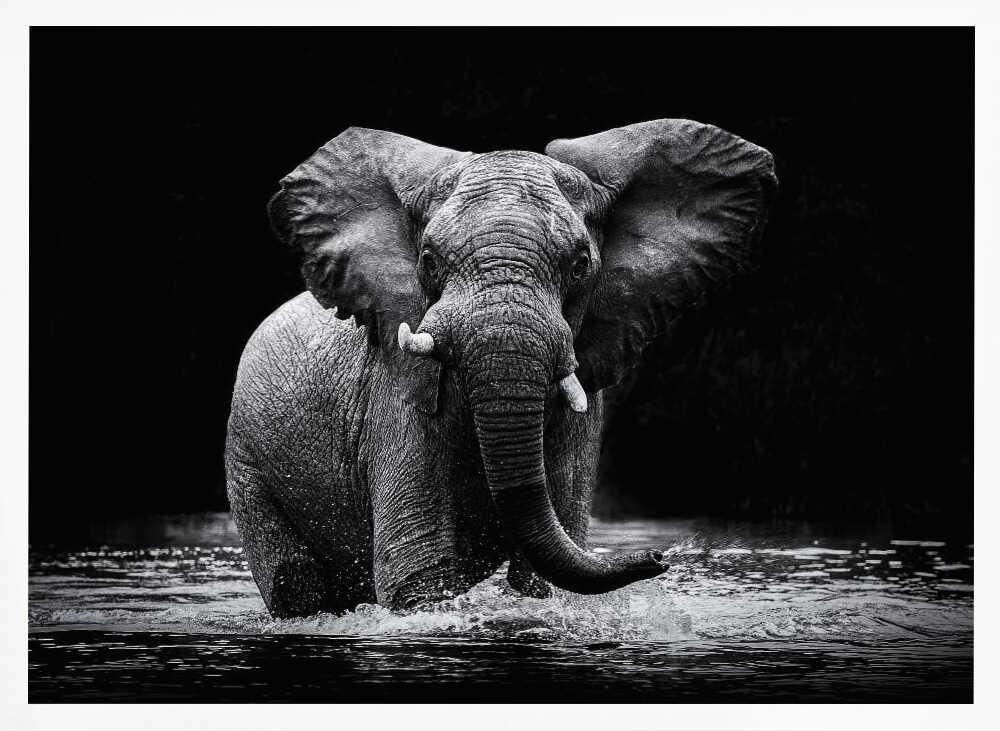 Majestic Elephant In Water Art Print UK — Dark Moody Dark Wall Art — Living Room — Wall It All Prints