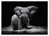 Majestic Elephant In Water