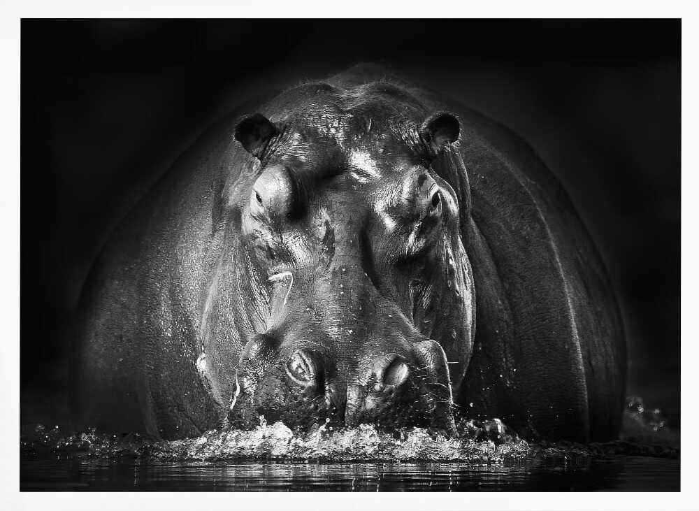 Powerful Hippo Emerge Art Print UK — Dark Moody Dark Wall Art — Living Room — Wall It All Prints