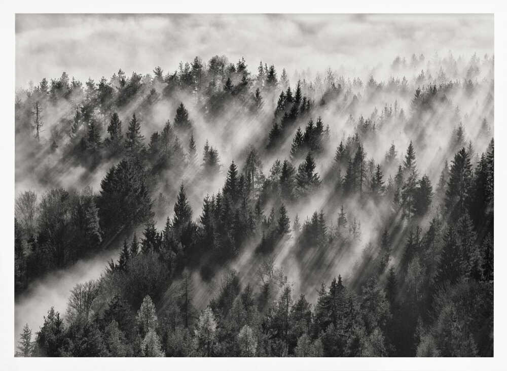 Misty Forest Light Rays Art Print UK — Dark Moody Calm Wall Art — Living Room — Wall It All Prints