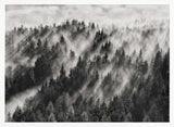Misty Forest Light Rays