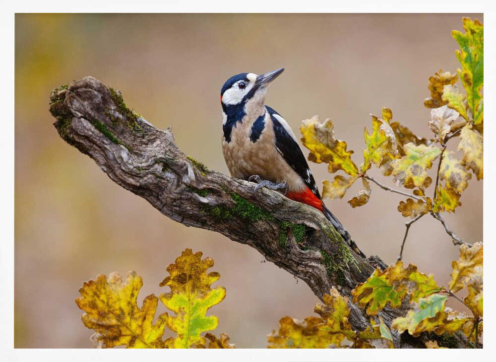 Autumn Woodpecker Art Print UK — Landscape Dark Wall Art — Living Room — Wall It All Prints