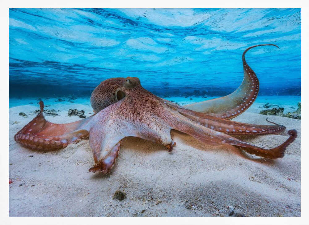 Gentle Octopus Underwater Art Print UK — Landscape Calm Wall Art — Bedroom — Wall It All Prints