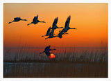 Cranes Flying at Sunset Art Print UK — Dark Moody Calm Wall Art — Living Room — Wall It All Prints