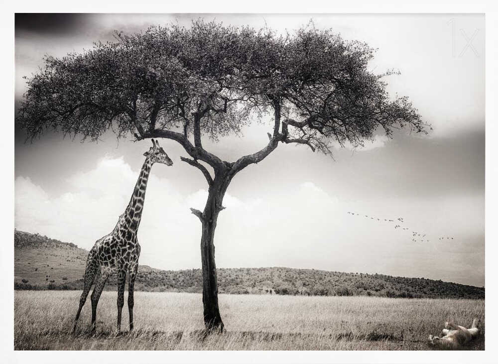 Savanna Giants Under Tree Art Print UK — Landscape Calm Wall Art — Living Room — Wall It All Prints