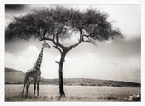 Savanna Giants Under Tree