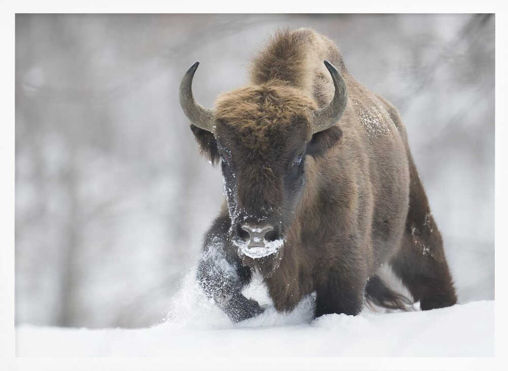 Wild Bison In Snow Art Print UK — Landscape Vibrant Wall Art — Living Room — Wall It All Prints