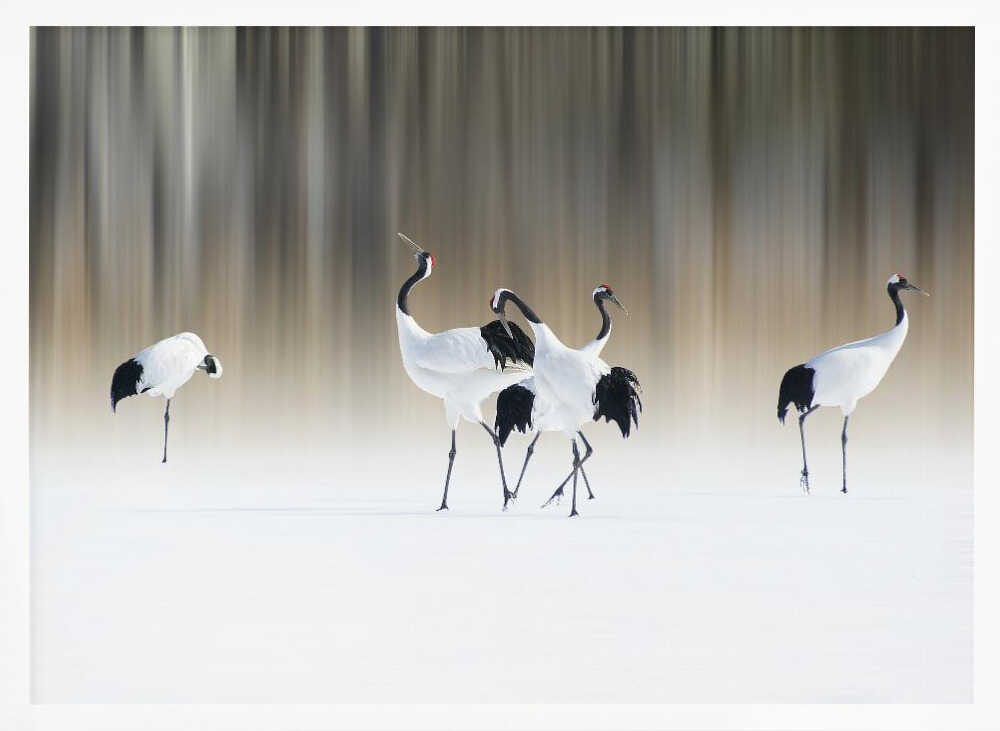 Graceful Cranes in Snow Art Print UK — Japanese Calm Wall Art — Living Room — Wall It All Prints