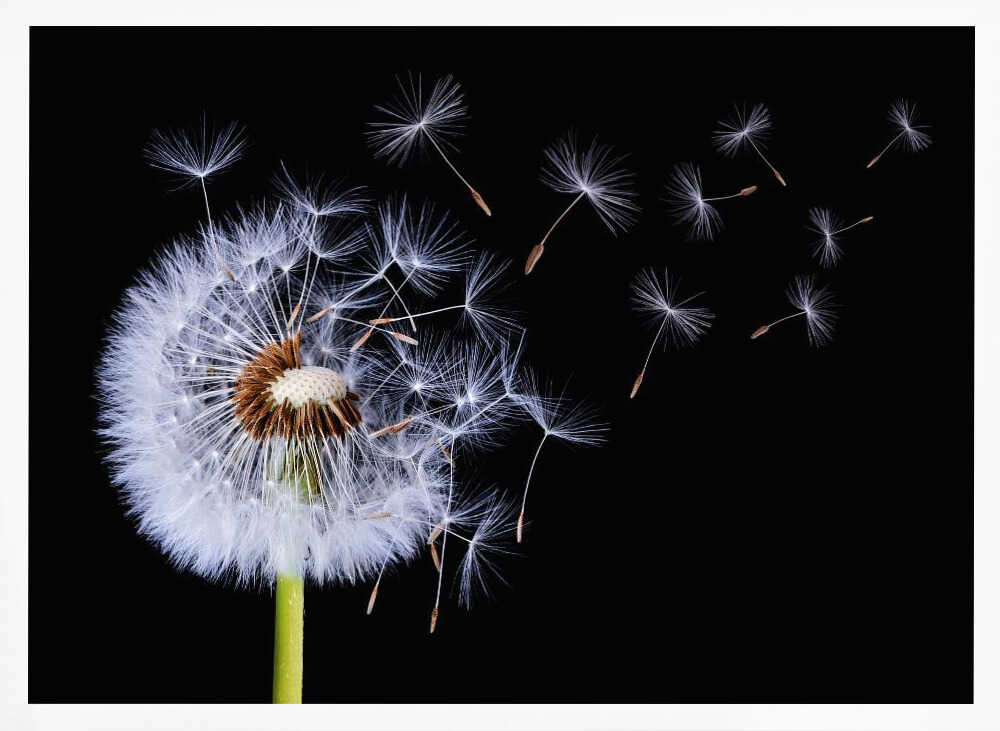 Dandelion Seeds Blowing Art Print UK — Botanical Dark Wall Art — Living Room — Wall It All Prints