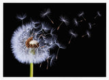Dandelion Seeds Blowing