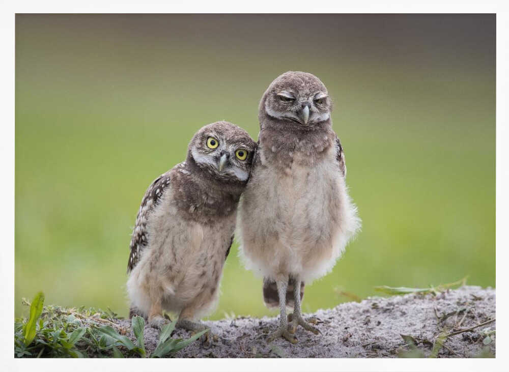 Two Adorable Owlets Art Print UK — Animal Calm Wall Art — Nursery — Wall It All Prints
