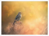 Sparrow In Golden Light Art Print UK — Animal Calm Wall Art — Bathroom — Wall It All Prints
