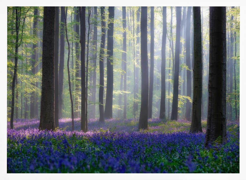 Misty Bluebell Forest Art Print UK — Botanical Vibrant Wall Art — Bedroom — Wall It All Prints