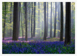 Misty Bluebell Forest