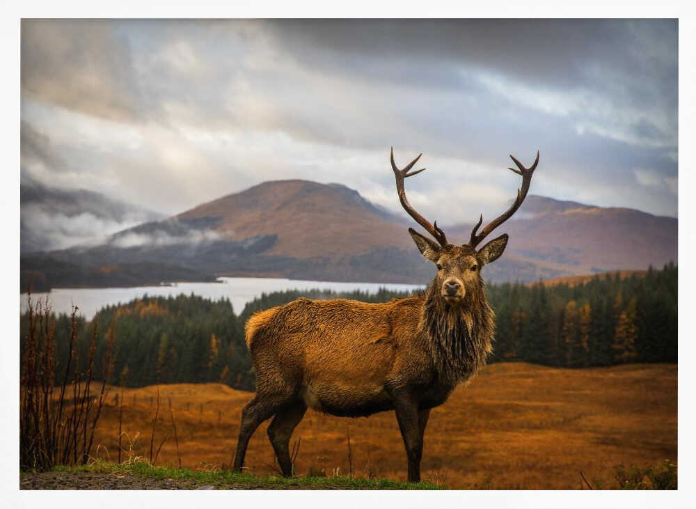 Majestic Highland Stag Art Print UK — Portrait Calm Wall Art — Living Room — Wall It All Prints