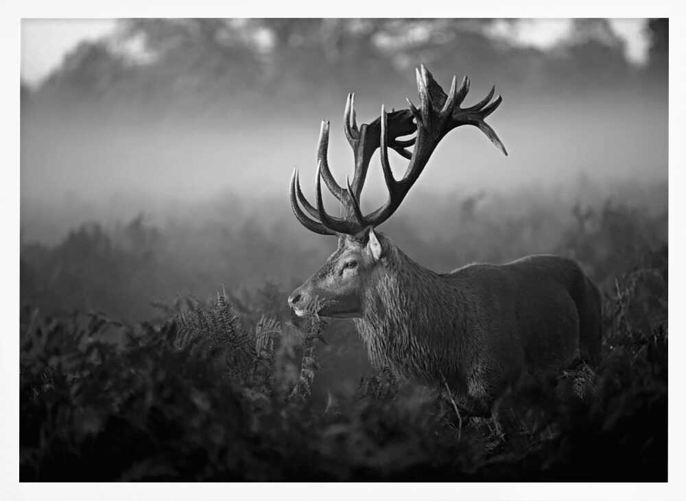 Majestic Stag in Mist Art Print UK — Dark Moody Calm Wall Art — Living Room — Wall It All Prints