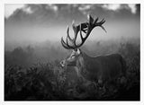Majestic Stag in Mist