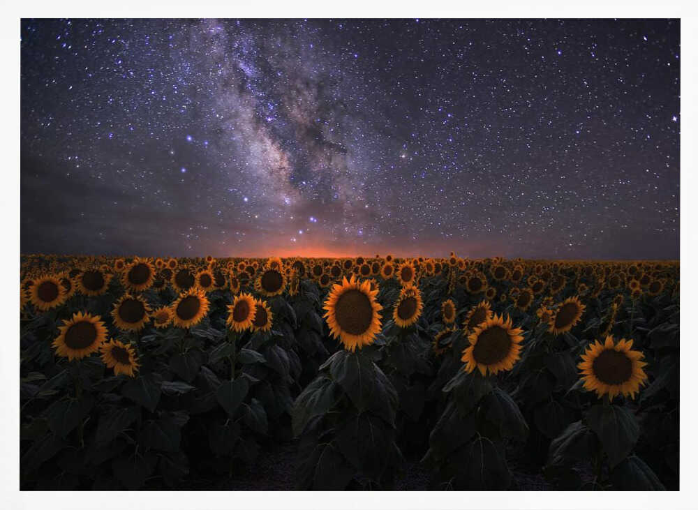 Milky Way Sunflower Field Art Print UK — Botanical Calm Wall Art — Bathroom — Wall It All Prints