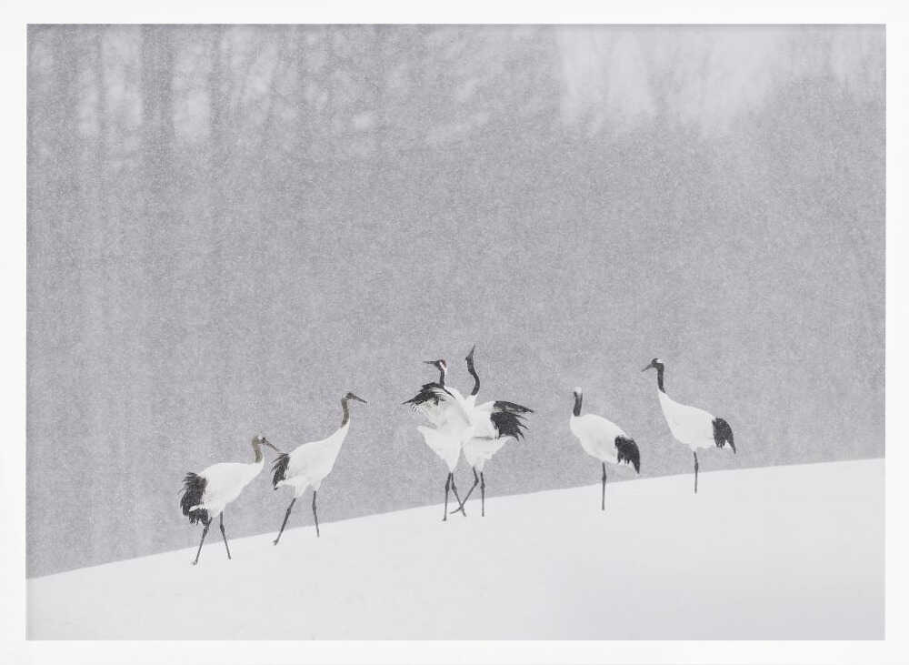 Red-crowned Cranes Snowfall Art Print UK — Japanese Calm Wall Art — Living Room — Wall It All Prints