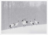 Red-crowned Cranes Snowfall Art Print UK — Japanese Calm Wall Art — Living Room — Wall It All Prints