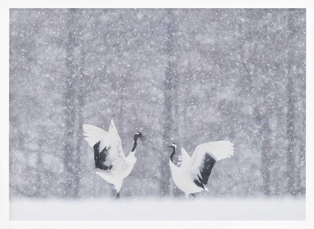 Snowy Crane Dance Art Print UK — Landscape Calm Wall Art — Living Room — Wall It All Prints